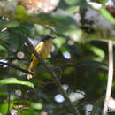 Image of Fulvous-crested Tanager