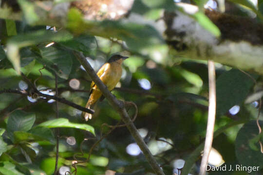 Image of Fulvous-crested Tanager