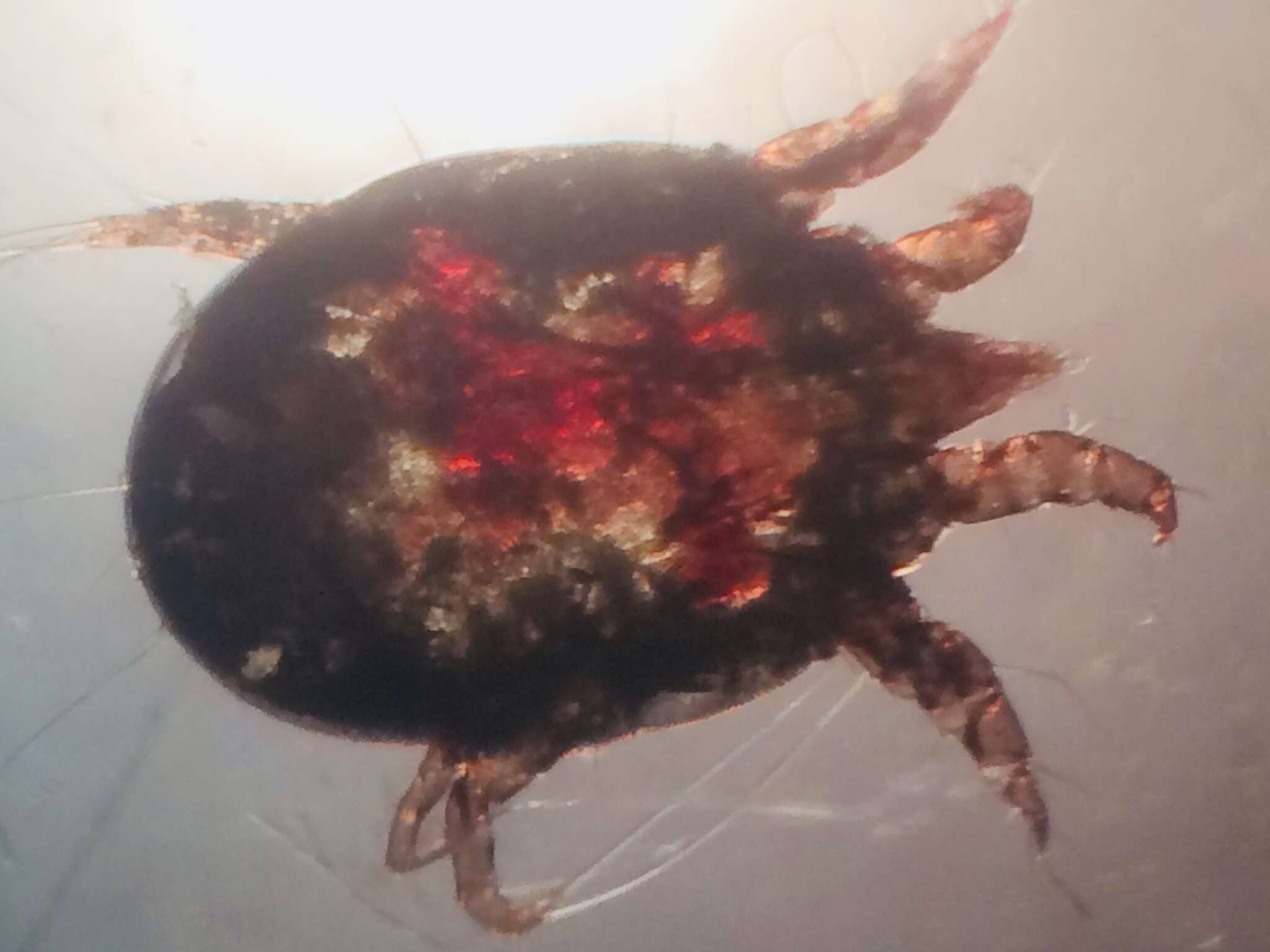 Image of Mite