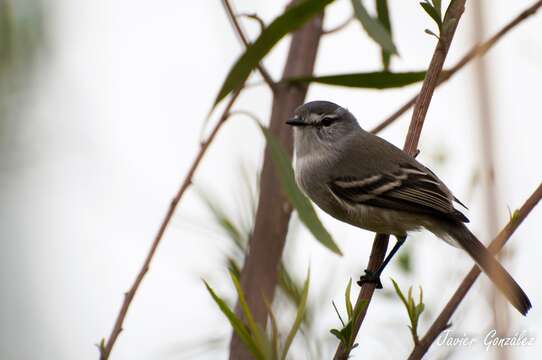 Image of Straneck's Tyrannulet