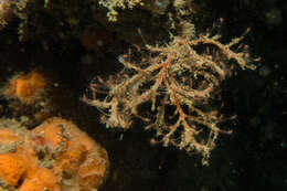 Image of Hydroid