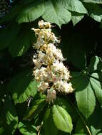 Image of European horse chestnut