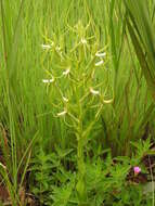 Image of Habenaria clavata (Lindl.) Rchb. fil.