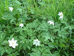 Imagem de Anemone nemorosa L.