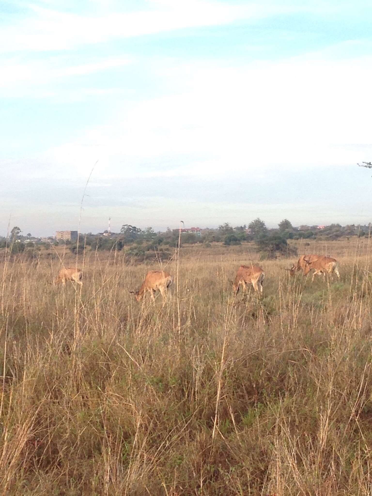 Image of Hartebeest