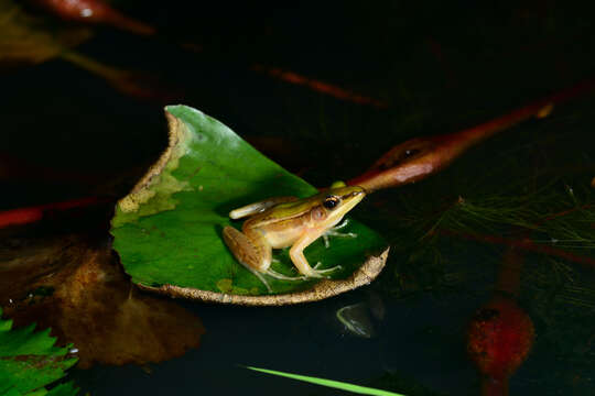 Image of Taipei frog