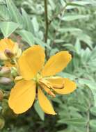 Senna scabriuscula (Vogel) H. S. Irwin & Barneby resmi