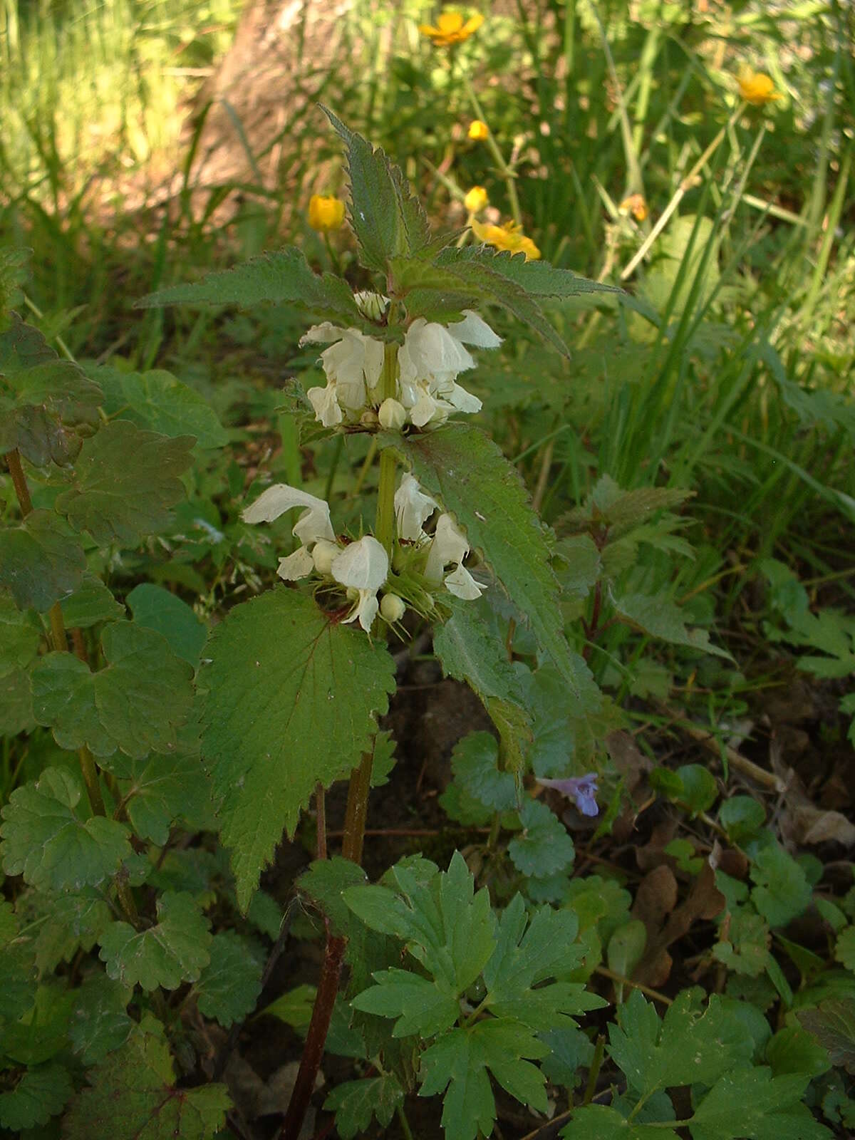 Image of white deadnettle