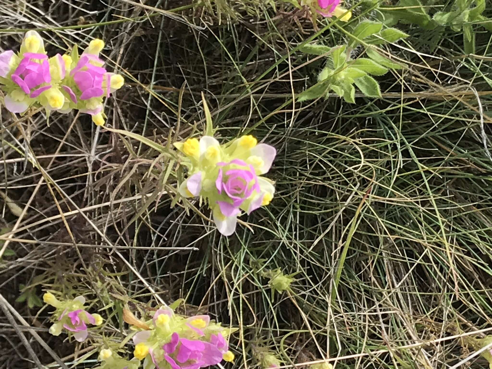 Image of thinleaved owl's-clover