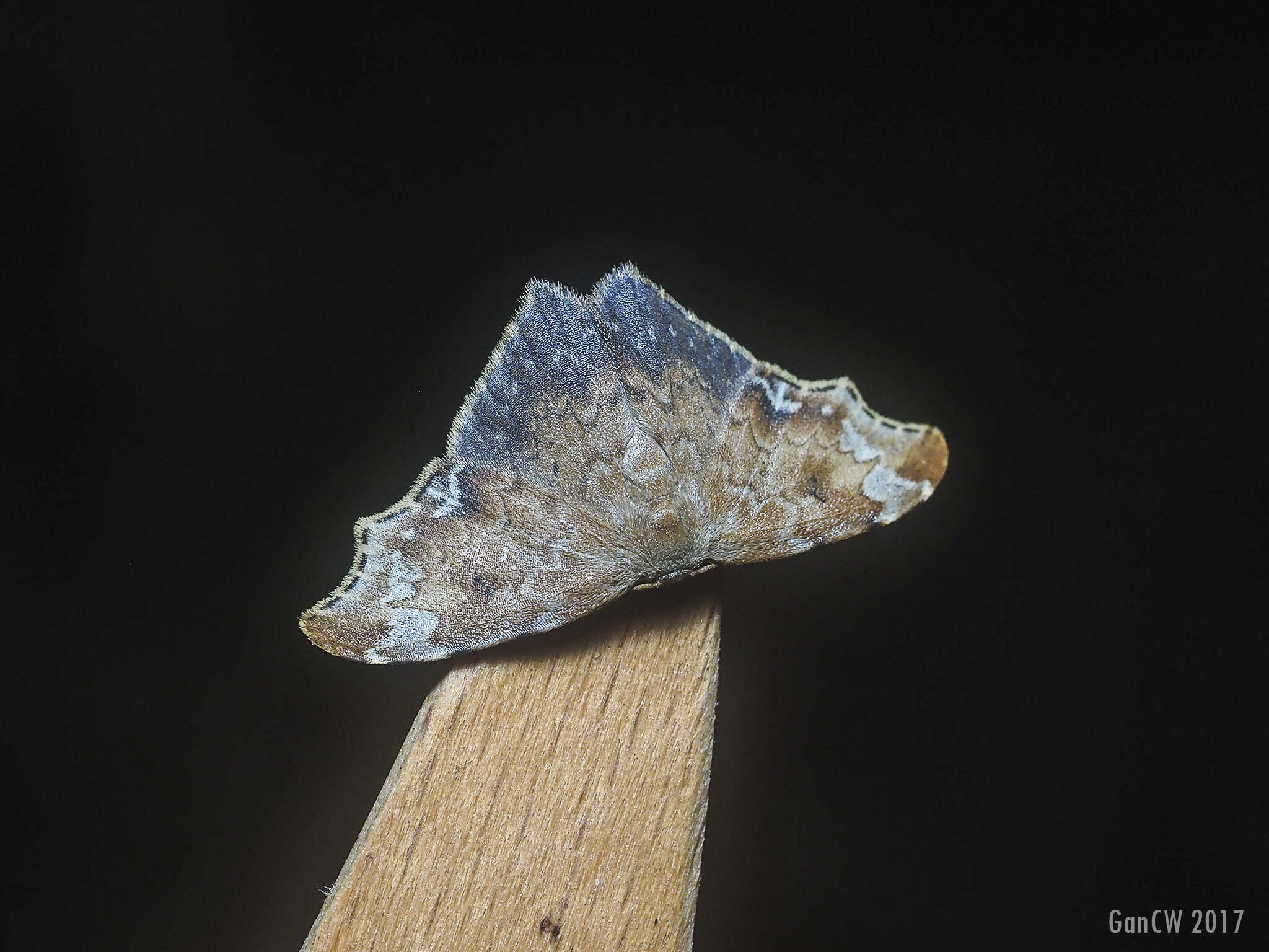 Image of Strepsigonia placida Swinhoe 1902