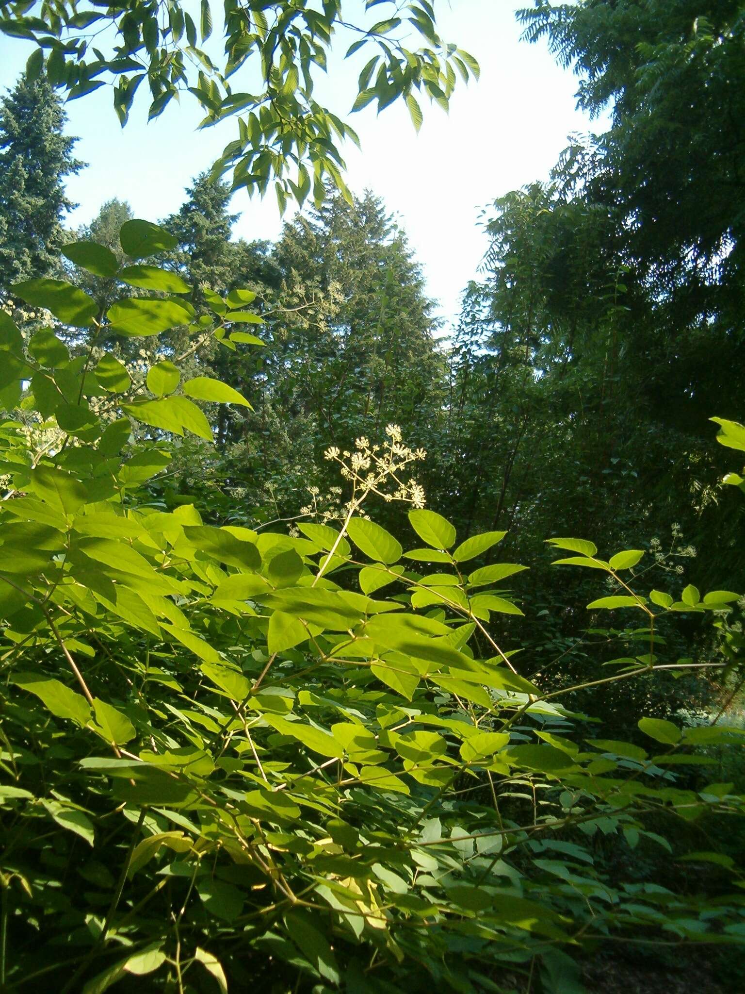 Image of California spikenard