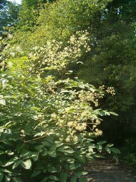 Image of California spikenard