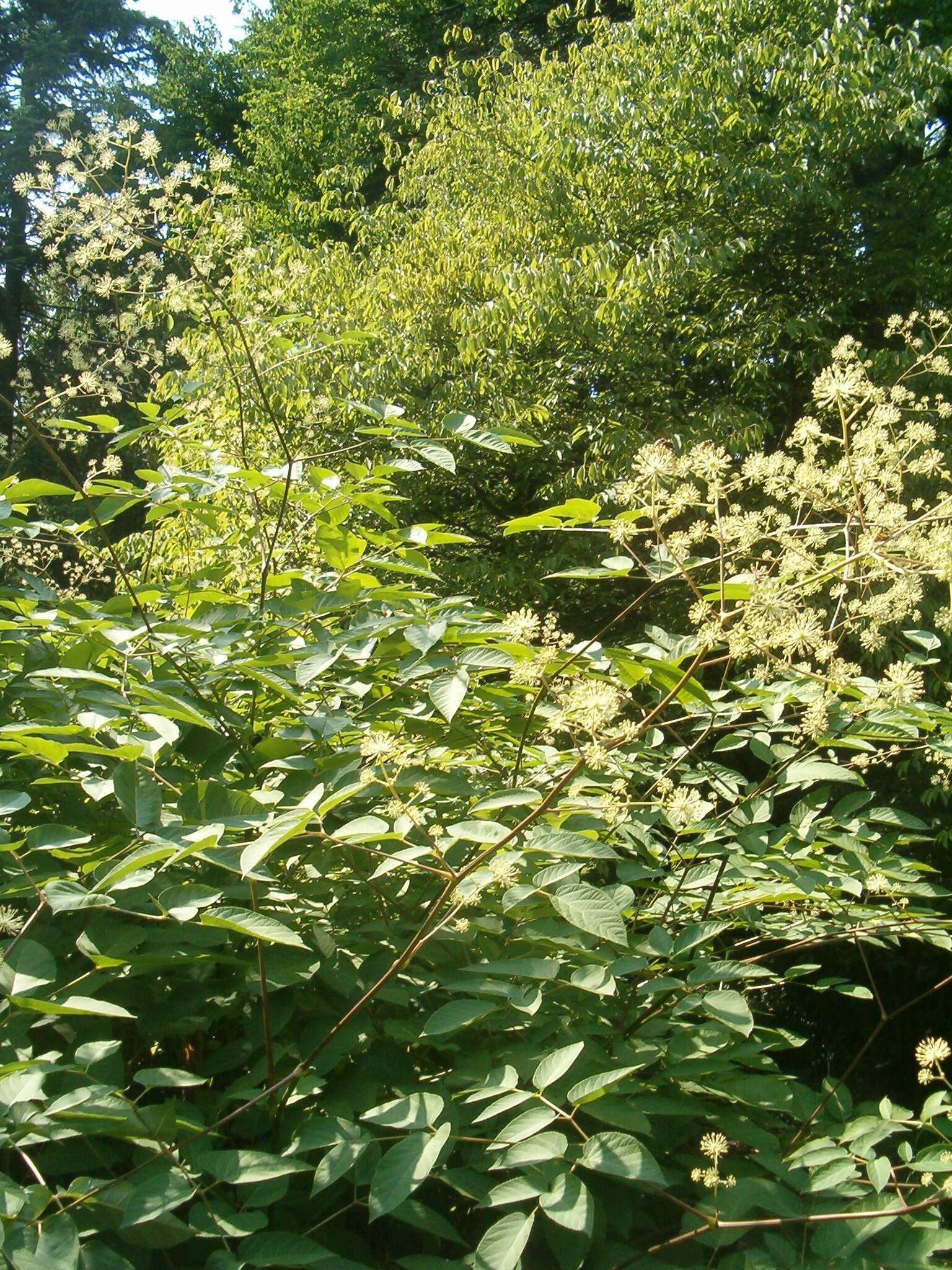 Image of California spikenard