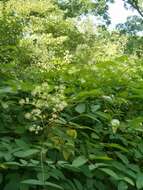 Image of California spikenard