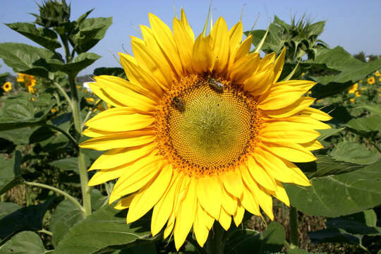 Image of common sunflower