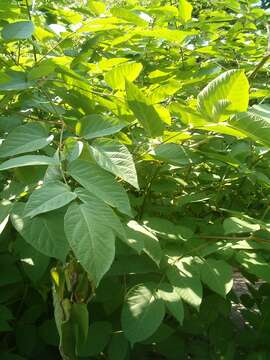 Image of California spikenard