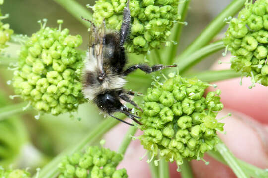 Image of Sanderson Bumble Bee