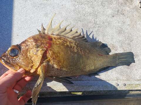 Image of Quillback rockfish