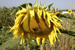 Image of common sunflower