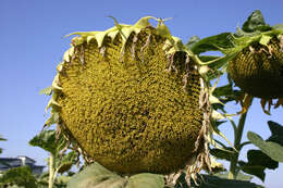 Image of common sunflower