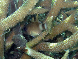 Image of Banda cardinalfish