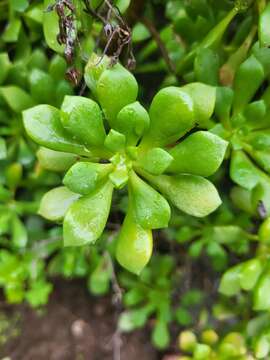 Image of Aeonium lindleyi subsp. viscatum (Bolle) Bañares