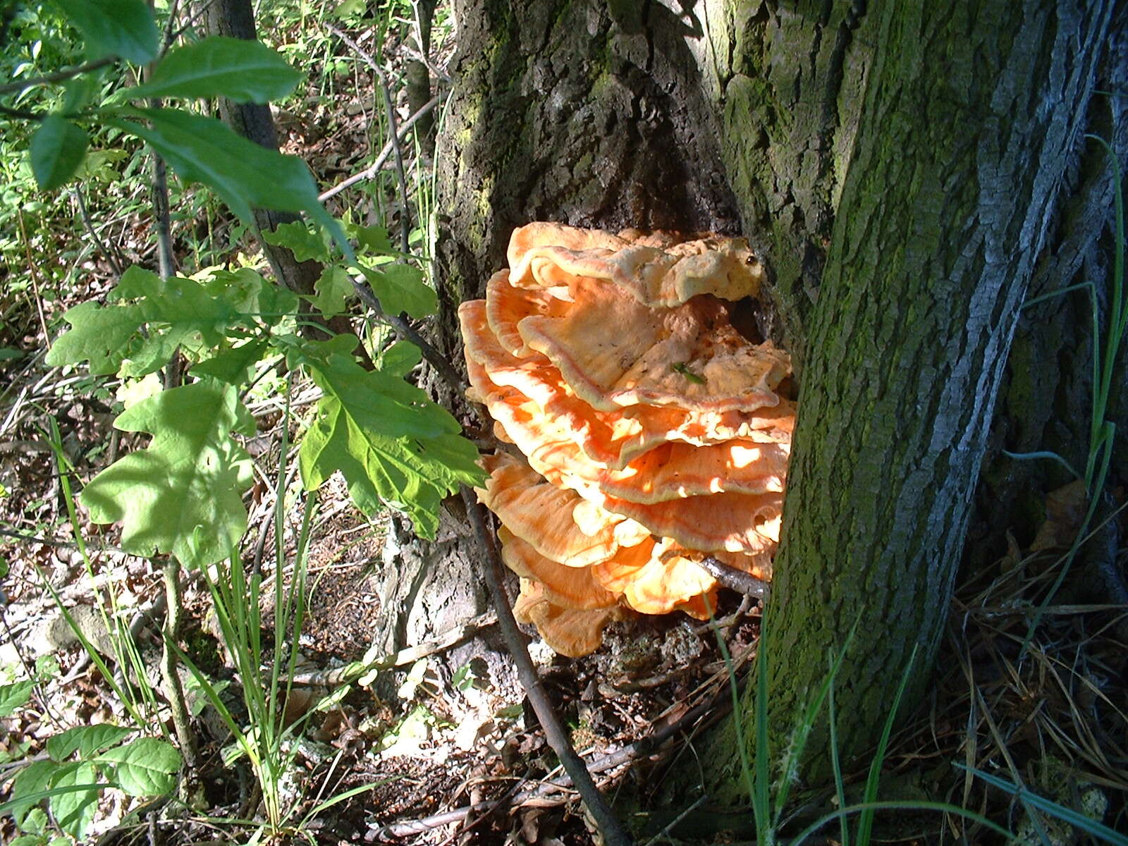 Image de Polypore soufré