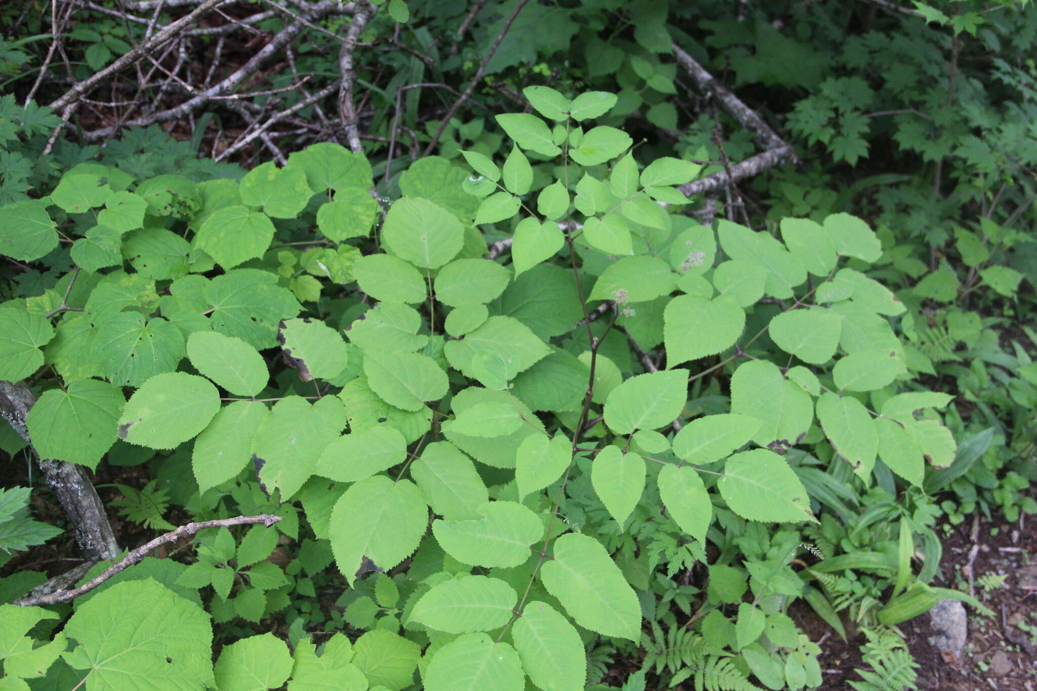 Image de Aralia continentalis Kitag.