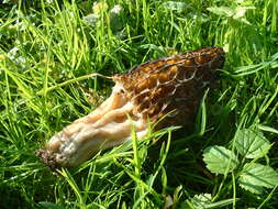 Image of Morchellaceae