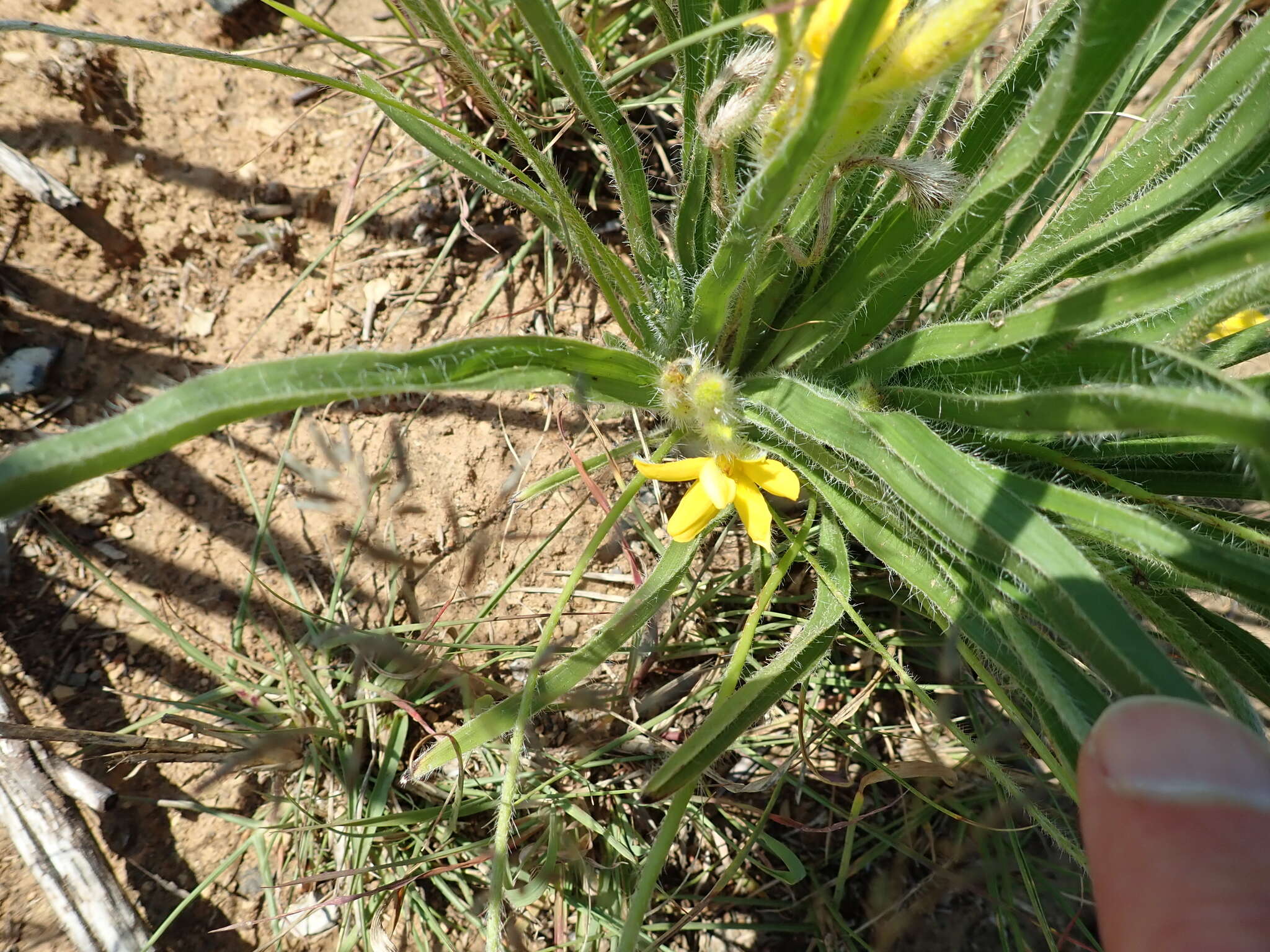 Image of Hypoxis ludwigii Baker