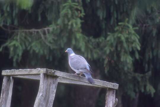 Image of Common Wood Pigeon