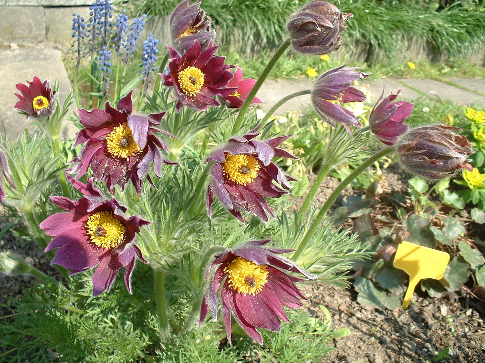 Image of European pasqueflower