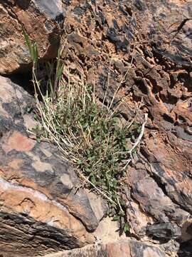 Imagem de Hedeoma nana subsp. californica W. S. Stewart