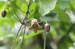 Image of Clematis japonica Thunb.