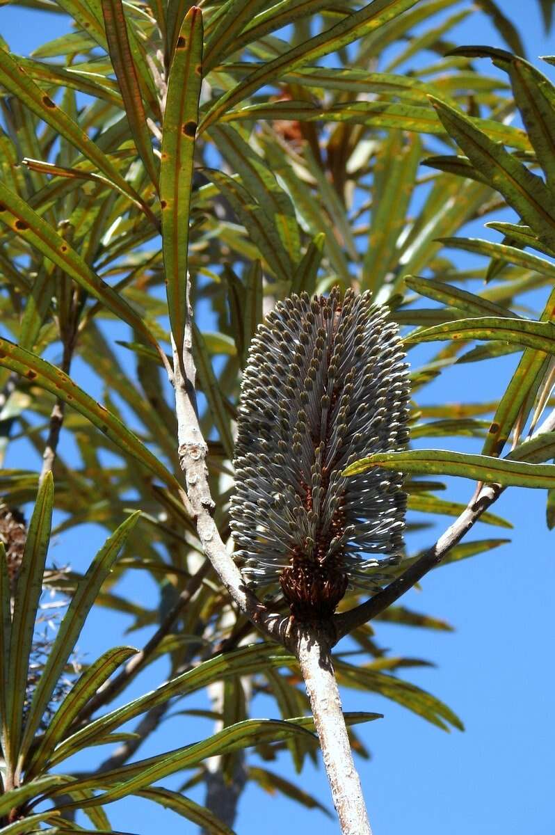 Image of blue banksia