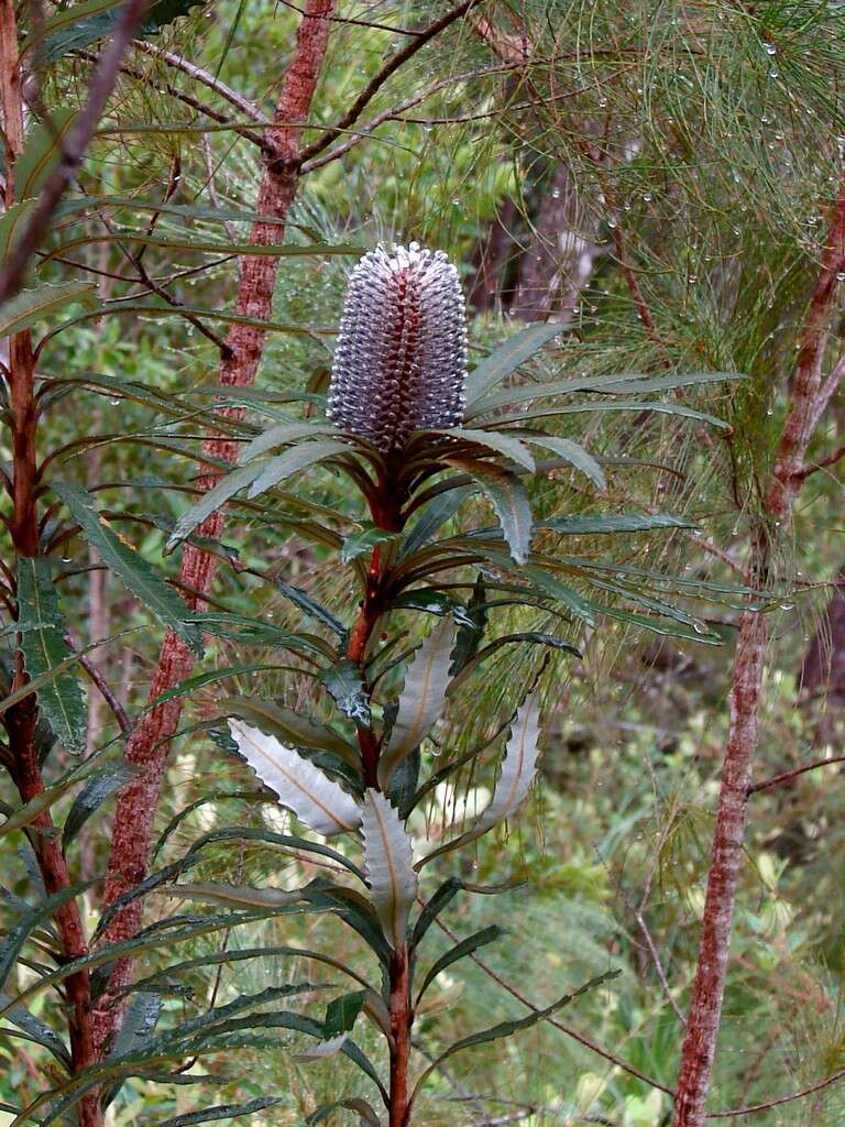 Image of blue banksia