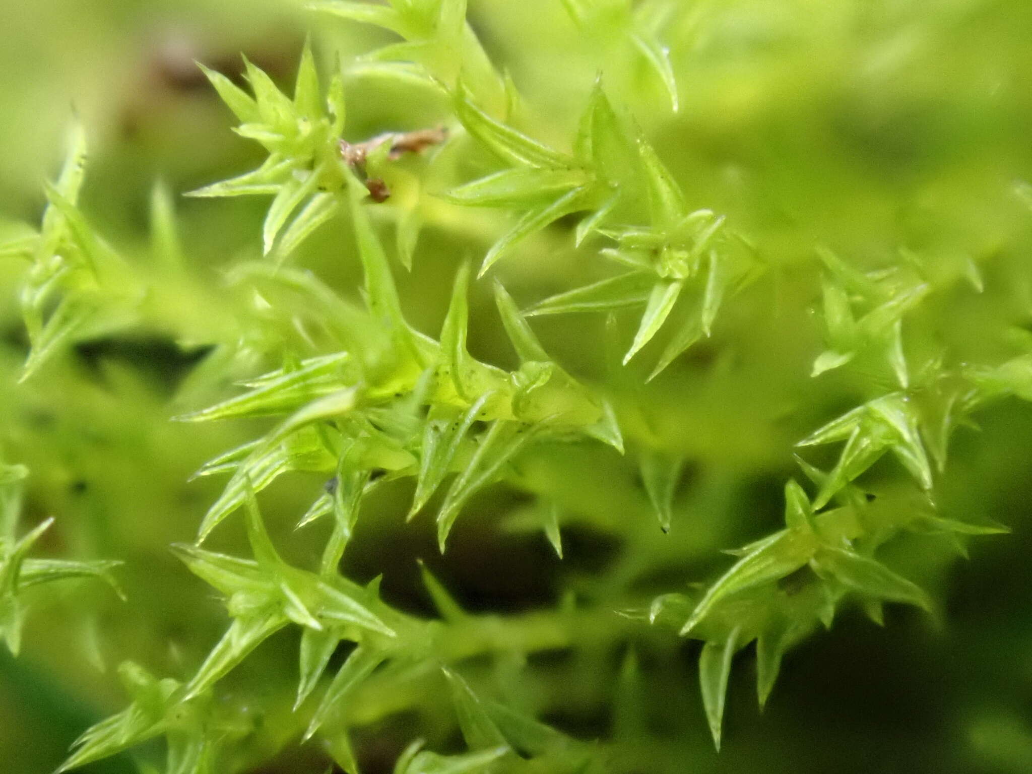 Image of Hornschuch's beard-moss