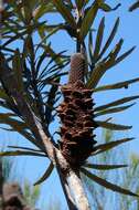 Image of blue banksia