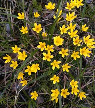 Imagem de Saxifraga hirculus L.