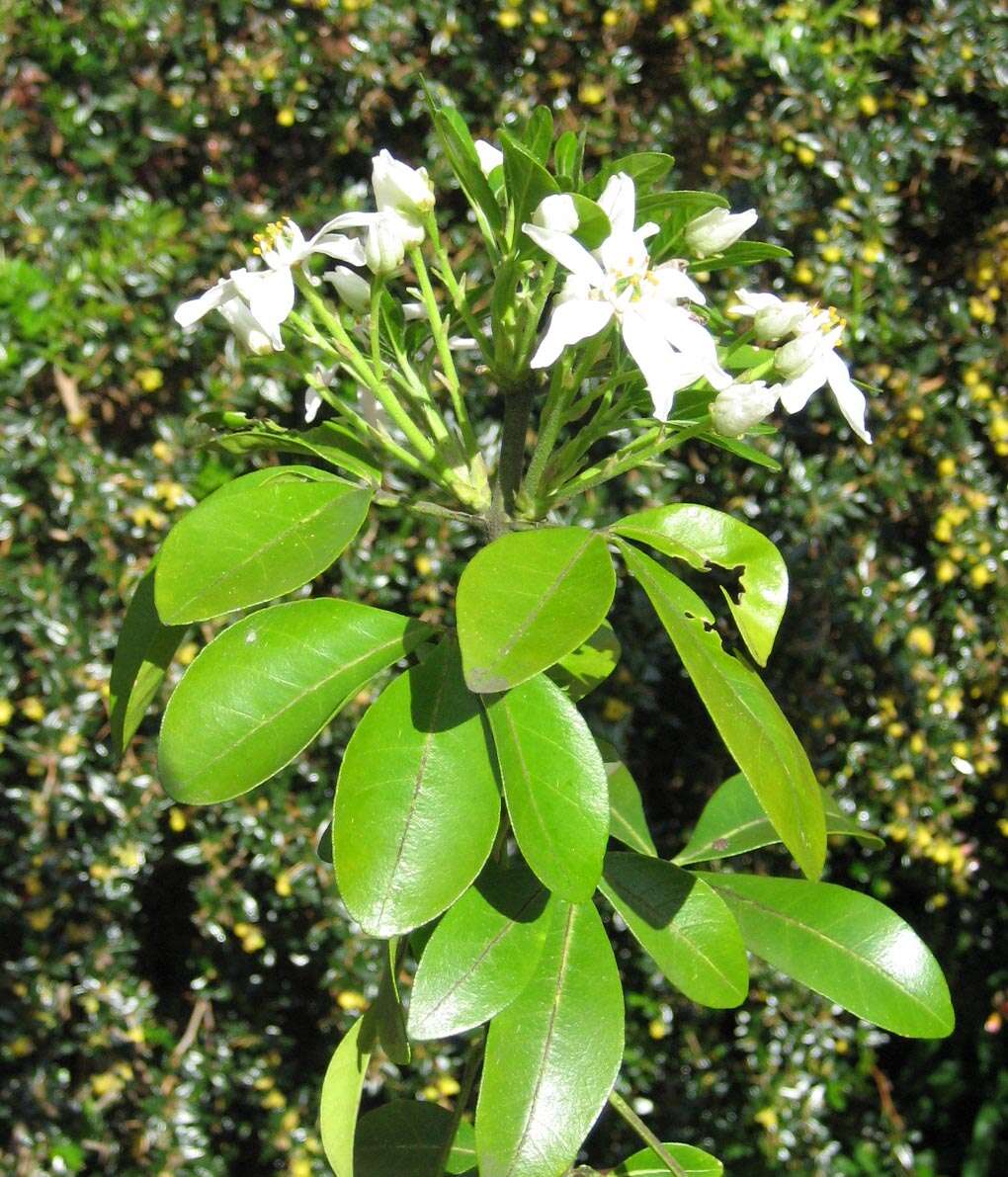 Image of Mexican Orange Blossom