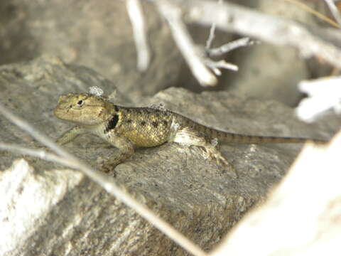 Image of Sceloporus merriami annulatus Smith 1937