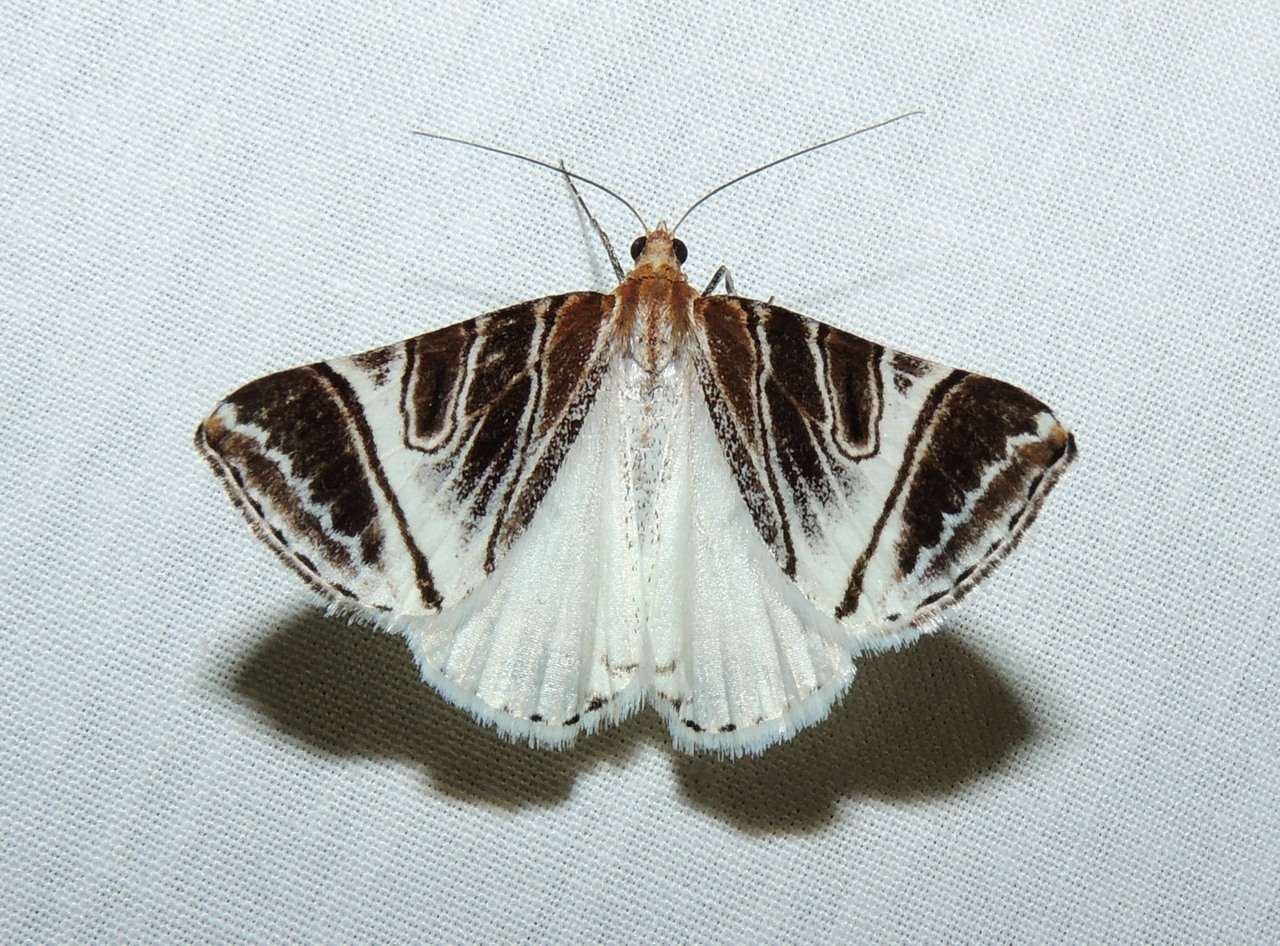 Image of Phrataria replicataria Walker 1866