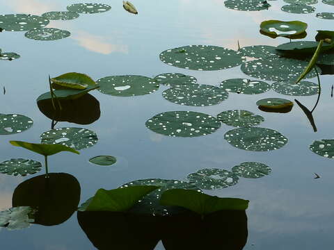 Image of American lotus