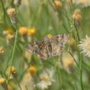 Image of Arizona Powdered-Skipper