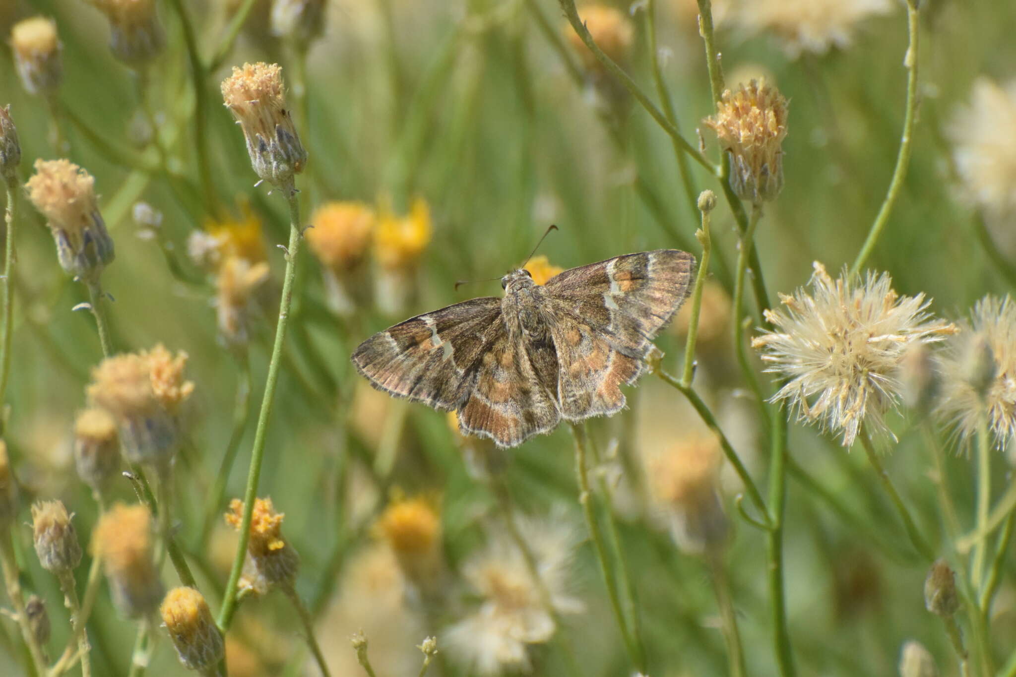 Image of Arizona Powdered-Skipper