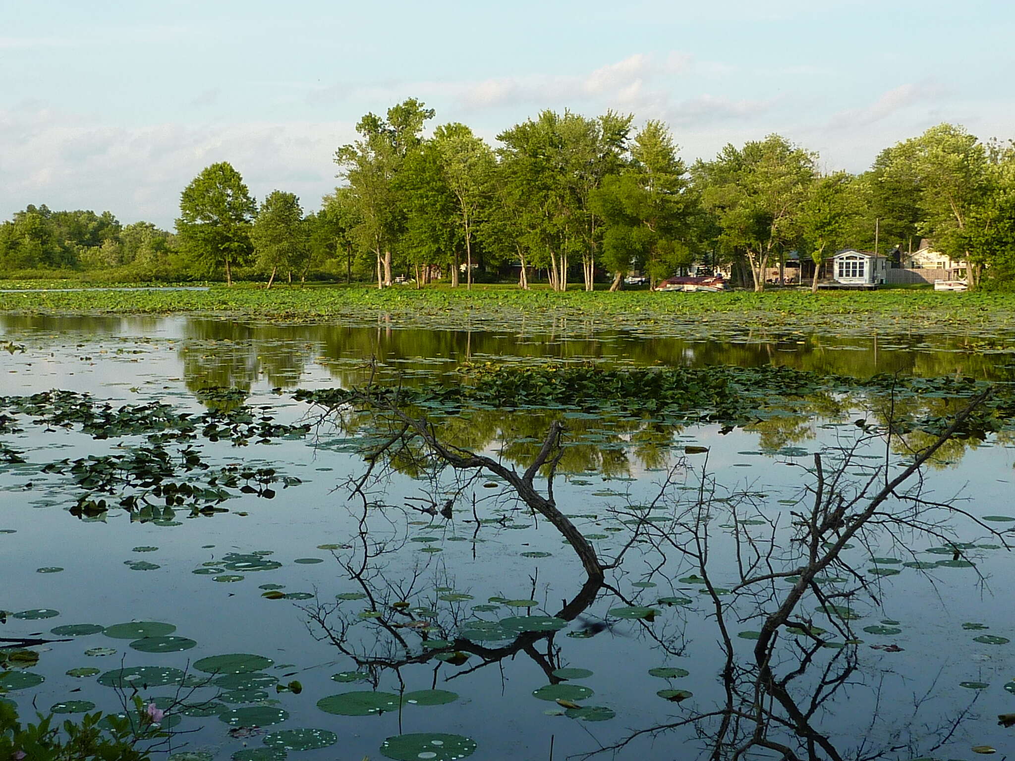 Image of American lotus