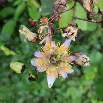 Слика од Passiflora bicornis Mill.