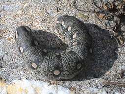 Image of dusky hawk-moth