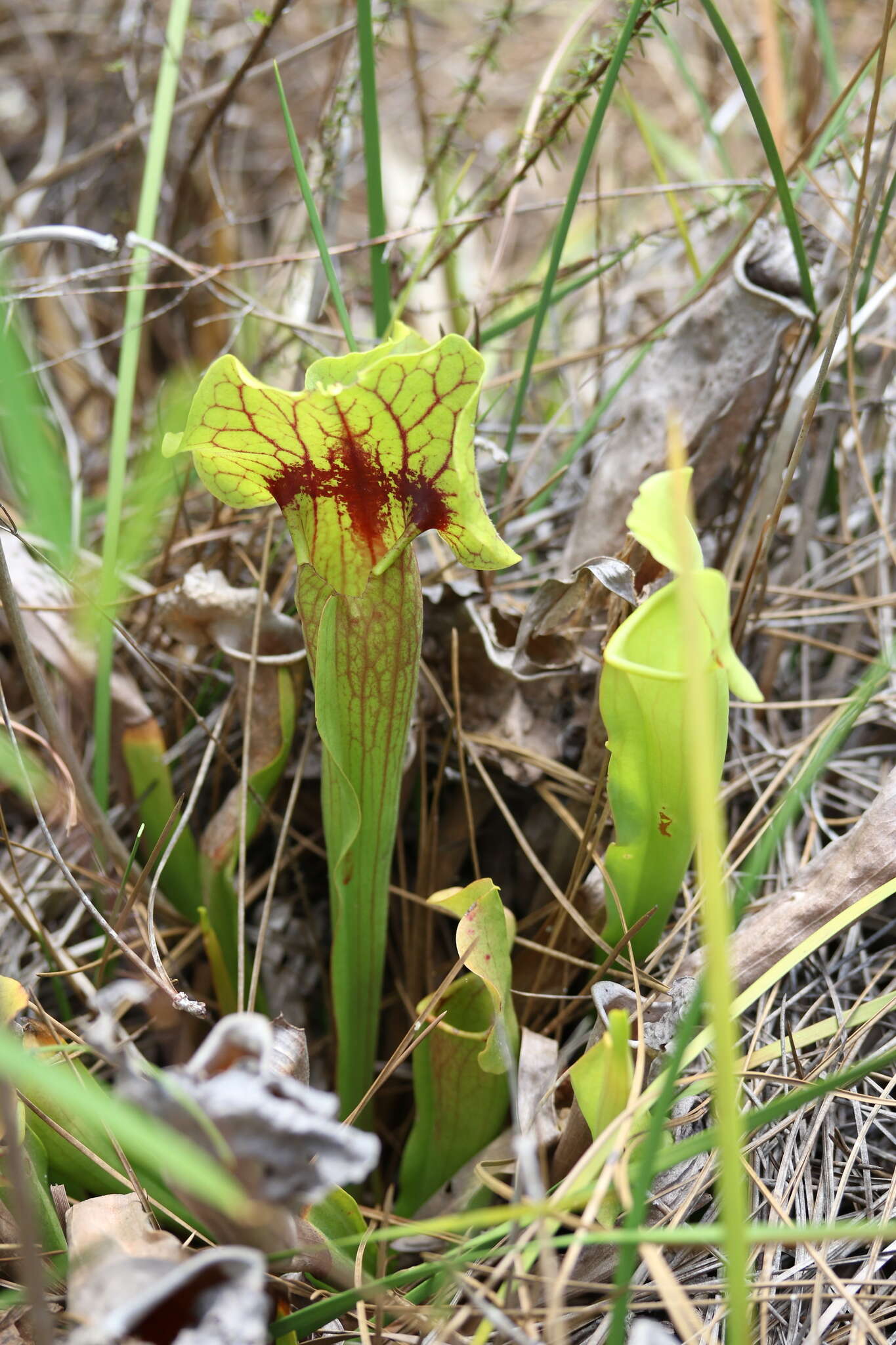 Image of hybrid pitcherplant