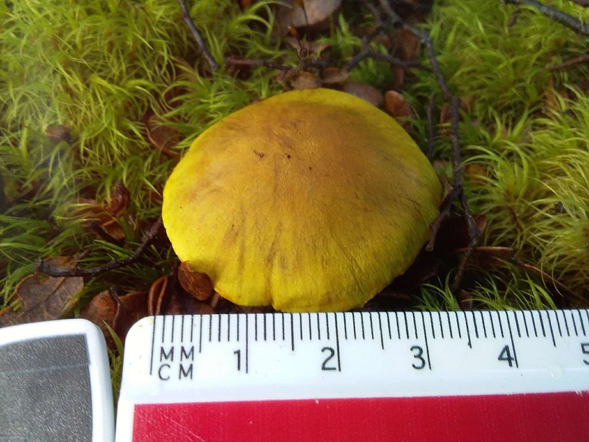 Image of Cortinarius canarius (E. Horak) Gasparini 2014